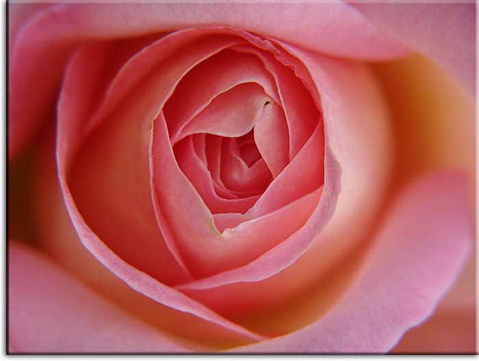 Modernes Leinwandbild - Rosa Rose 