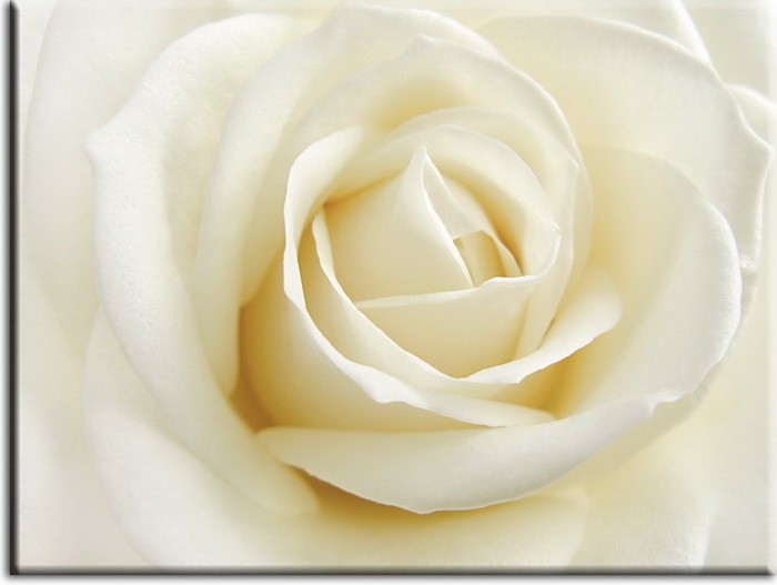 Modernes Blumenbild - Weisse Rose-30 x 40 cm