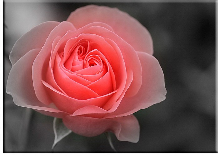 Moderne Blumenbilder - Rosenbild HOFFNUNG-30 x 40 cm
