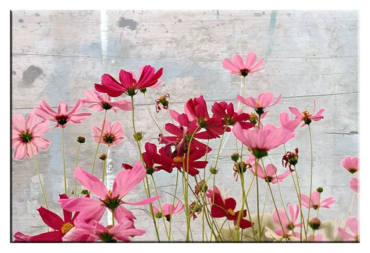 Modernes Leinwandbild - Flower Dream-20 x 30 cm
