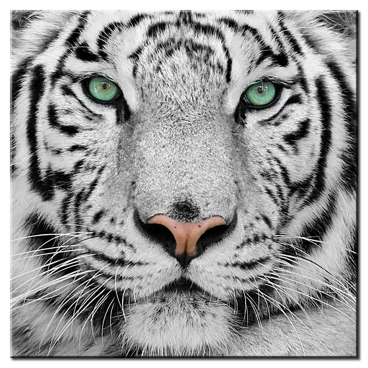 Modernes Leinwandbild - White Tiger